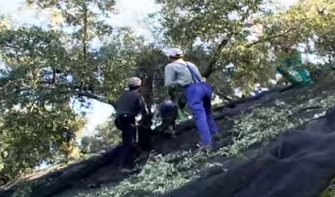 vendita del processo di raccolta delle olive